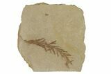 Dawn Redwood (Metasequoia) Fossil - Montana #165215-1